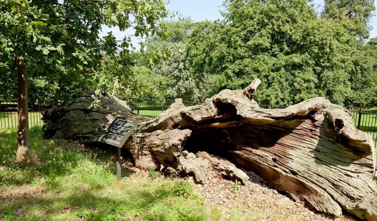 Queen Elizabeth Oak, Greenwich Park